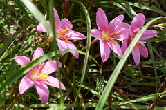 Zephyranthes carinata
