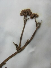 Valerianella umbilicata