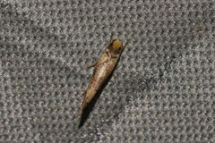 Monopis chrysogramma