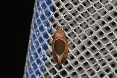 Hoplomorpha abalienella