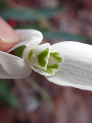 Galanthus elwesii