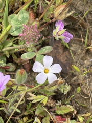Leptosiphon grandiflorus