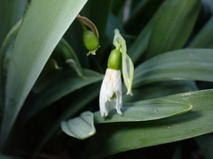 Galanthus elwesii