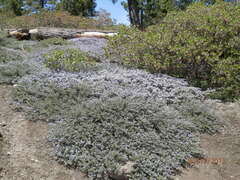 Ceanothus fresnensis