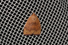 Detounda leptoplasta