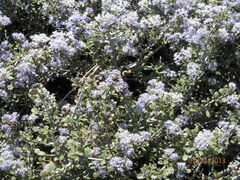 Ceanothus fresnensis