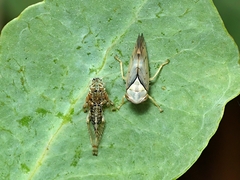 Brunotartessus fulvus