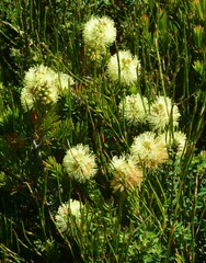 Melaleuca pityoides