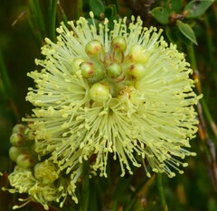 Melaleuca pityoides