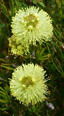 Melaleuca pityoides