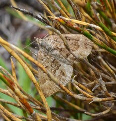 Chrysolarentia