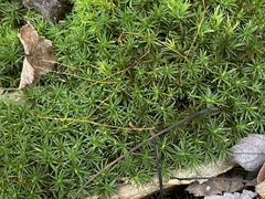 Atrichum angustatum