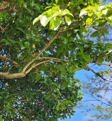 Sterculia ceramica