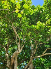 Sterculia ceramica