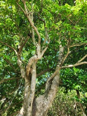 Sterculia ceramica