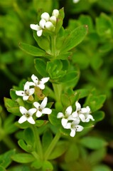 Asperula gunnii