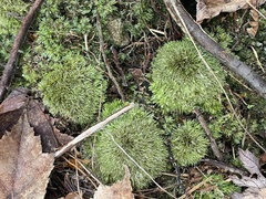 Leucobryum glaucum