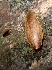 Pseudophoraspis