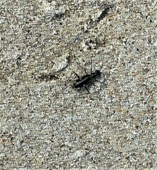 Hypaetha biramosa