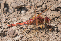 Sympetrum madidum