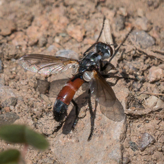 Cylindromyia intermedia