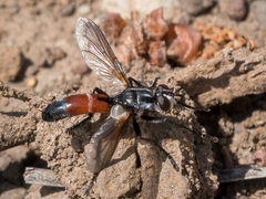 Cylindromyia intermedia