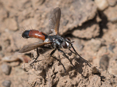 Cylindromyia intermedia