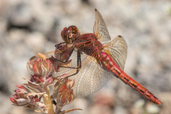 Sympetrum madidum
