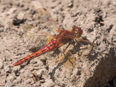 Sympetrum madidum