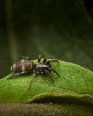 Latonigena
