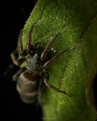 Latonigena
