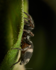 Latonigena