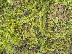 Callicladium imponens