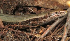 Pseudemoia entrecasteauxii