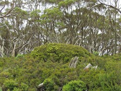 Melaleuca pityoides
