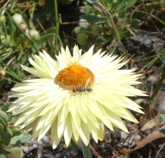 Myrmecia pilosula