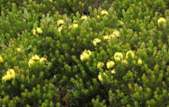 Melaleuca pityoides