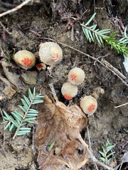 Calostoma