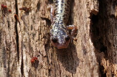 Plethodon caddoensis