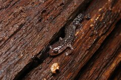 Plethodon caddoensis