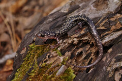 Plethodon caddoensis