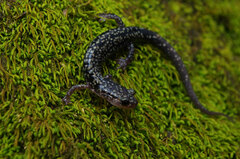 Plethodon caddoensis