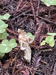 Helvella maculata