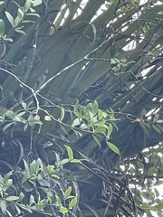 Pittosporum cornifolium