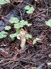 Helvella maculata