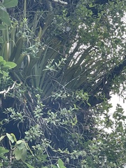 Pittosporum cornifolium