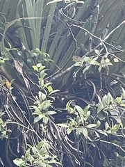 Pittosporum cornifolium