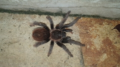 Tliltocatl epicureanus