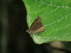 Nisoniades cauca