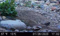 Setophaga coronata auduboni